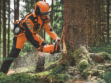 Forstarbeiter fällt Baum mit Stihl MS 300 C-M Benzinmotorsäge im Wald