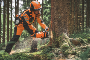 Forstarbeiter fällt Baum mit Stihl MS 300 C-M Benzinmotorsäge im Wald